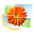 Windows Live Photo Gallery Icon